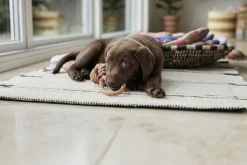 Best Ashi Hundelegetøj - Lille Til Boligens Kæledyr