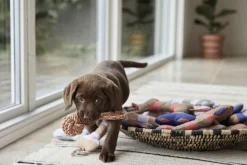 OYOY MINI Til Boligens Kæledyr>Ashi Hundelegetøj - Stor