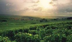 Champagne - Wine of Kings and the King of Wines-Bøger Outlet