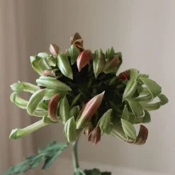 Chrysanthemum Flower-Botané Hot