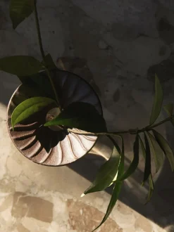 Clearance Cresco Propagation Vases, Set of 2 Vaser & Urtepotteskjulere