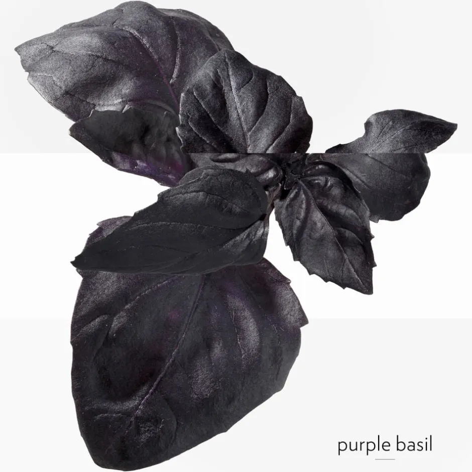 HERMÈS Eau De Cologne>**EAU DE BASILIC POURPRE NATURAL SP