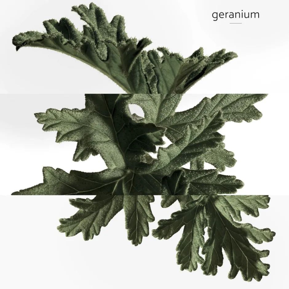 HERMÈS Eau De Cologne>**EAU DE BASILIC POURPRE NATURAL SP