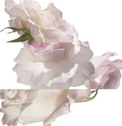 Hot Eau de pamplemousse rose Eau de Cologne Eau De Cologne