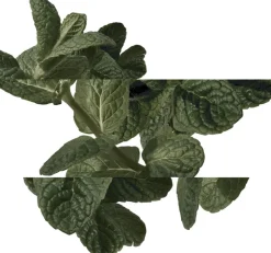 HERMÈS Eau De Cologne|Nicheparfumer><noscript><img width=