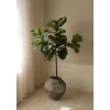 Botané Kunstige Blomster & Træer>Fiddle Leaf Fig