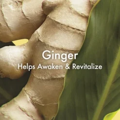 Ginger Essence Sensuous Fragrance Skin Scent-Origins Clearance