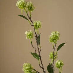 Hamamelis Branch-Botané