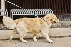 Outlet Dogs Collar Flat-M/L-Lavender, Til Boligens Kæledyr