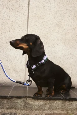 Hay Til Boligens Kæledyr>Dogs Collar Flat-S/M-Lavender,