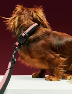 Hay Til Boligens Kæledyr>Dogs Collar Flat-S/M-Pink, blac