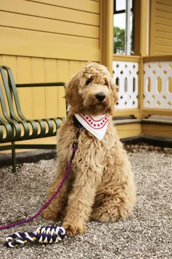 Hay Til Boligens Kæledyr><noscript><img width=