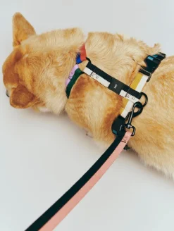 Hay Til Boligens Kæledyr>Dogs Leash-Flat M/L-Pink, black