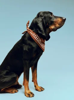 Hay Til Boligens Kæledyr><noscript><img width=