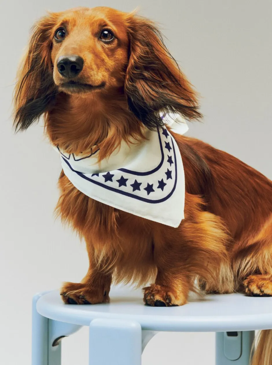 Hay Til Boligens Kæledyr>Dogs Scarf Recycled-55 x 55-O