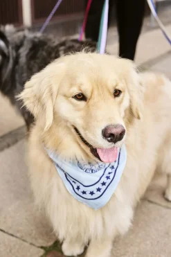 Outlet Dogs Scarf-55 x 55-Light blue Til Boligens Kæledyr