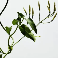 Best LOEWE 001 Woman Eau de Parfum Nicheparfumer