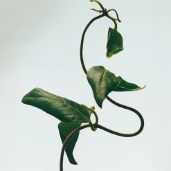 Outlet LOEWE Honeysuckle Candle Dufte Til Hjemmet