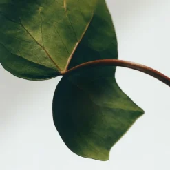 Best LOEWE Ivy Incense Sticks Refill Dufte Til Hjemmet