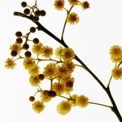 Outlet LOEWE Mimosa Candle Small Dufte Til Hjemmet