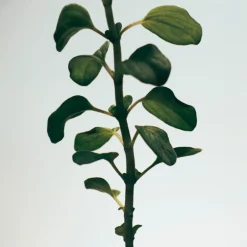 Loewe Perfumes Dufte Til Hjemmet><noscript><img width=