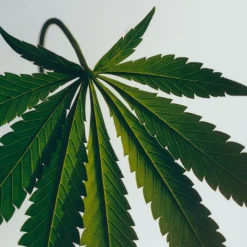 LOEWE Scent of Marihuana Candle-Loewe Perfumes Hot