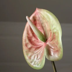 Pink Medium Anthurium Flower-Botané Hot