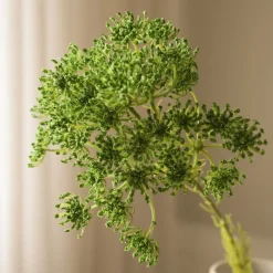 Queen Anne's Lace Flower-Botané Online