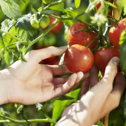 Online REPLICA From the Garden Eau de Toilette Eau De Toilette