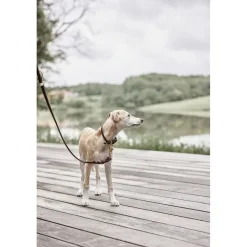 OYOY Living Design Til Boligens Kæledyr>Robin Hundehalsbånd - Lille