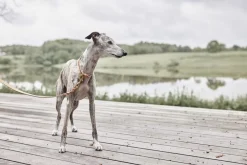 Robin Hundehalsbånd - Medium-OYOY Living Design Outlet