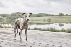 Robin Hundehalsbånd - Medium-OYOY Living Design Outlet