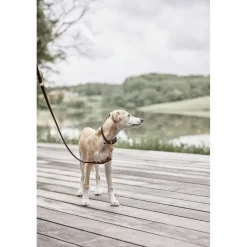 OYOY Living Design Til Boligens Kæledyr>Robin Hundehalsbånd - Medium