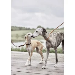 OYOY Living Design Til Boligens Kæledyr><noscript><img width=