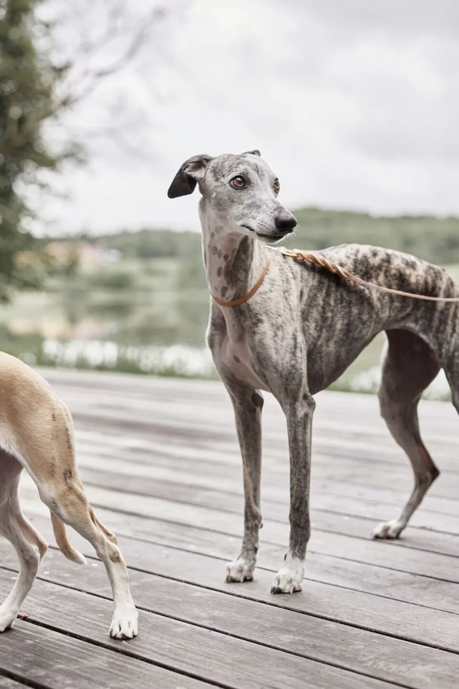 Robin Hundehalsbånd - Stor-OYOY Living Design Hot