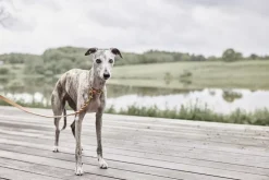 Robin Hundehalsbånd - Stor-OYOY Living Design Hot