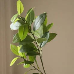 Ruscus Leaves-Botané Sale