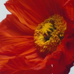 Hot Scarlet Poppy Cologne Intense Eau De Cologne