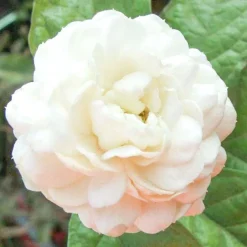 Solid parfume - Jasmine Sambac No. 19-Single Flowers Perfume Online