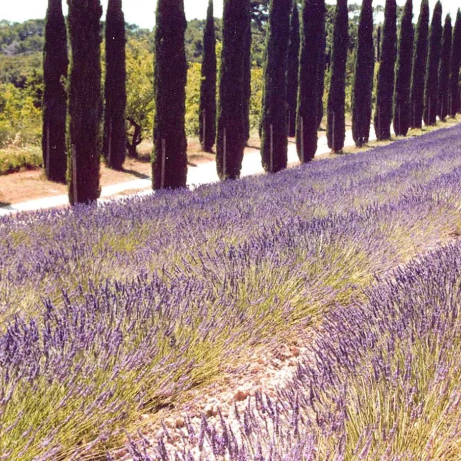 New Solid parfume - Lavender No 21 Body Mist