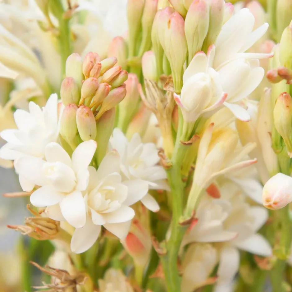 Solid parfume - Tuberose No. 38-Single Flowers Perfume Outlet