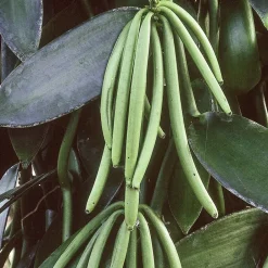 Clearance Solid parfume - Vanilla No. 39 Body Mist