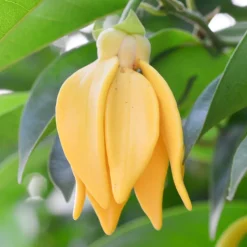 Solid parfume - Ylang ylang No. 41-Single Flowers Perfume Clearance