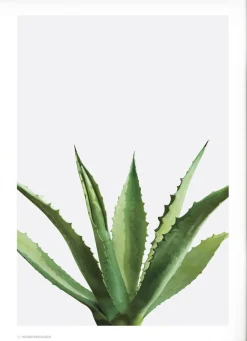 Poster & Frame Plakater & Rammer>Wonderhagen - Agave plakat